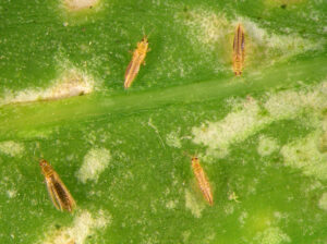 orchid pests thrips Western,Flower,Thrips,,Frankliniella,Occidentali,,(thysanoptera:,Thripidae),On,The,Surface