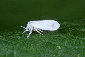orchid pests whiteflies The,Cabbage,Whitefly,(aleyrodes,Proletella),On,Papaver.,It,Is,A