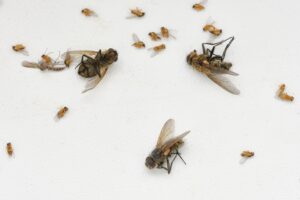 return signs dead insects Dead,Flies,On,A,White,Windowsill.,Many,Dead,House,Flies