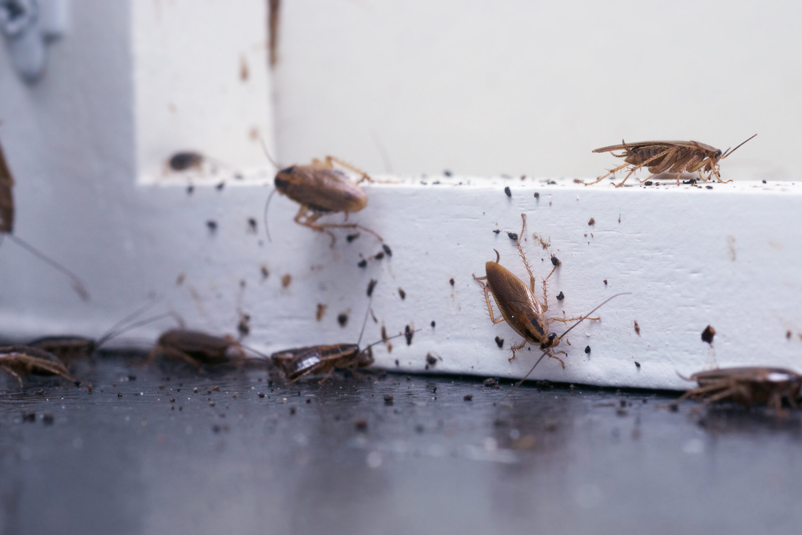 return signs more insects scaled 8 Signs That A Pest Infestation Has Returned
