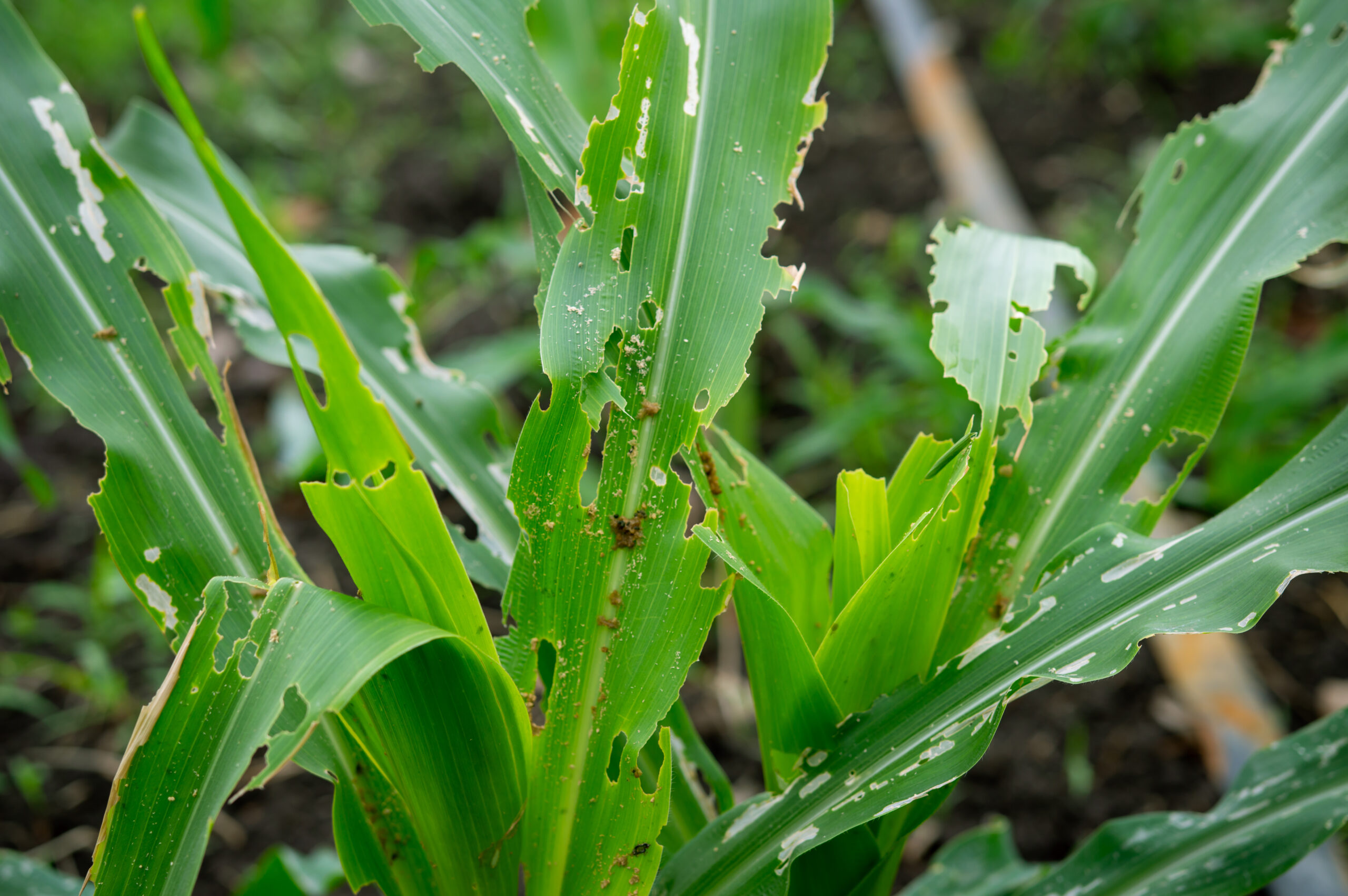 return signs plants scaled 8 Signs That A Pest Infestation Has Returned