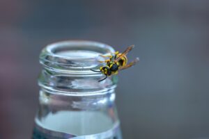 beverages cover Wasp,Or,Yellow,Jacket,On,A,Bottle,Of,Soft,Drink,