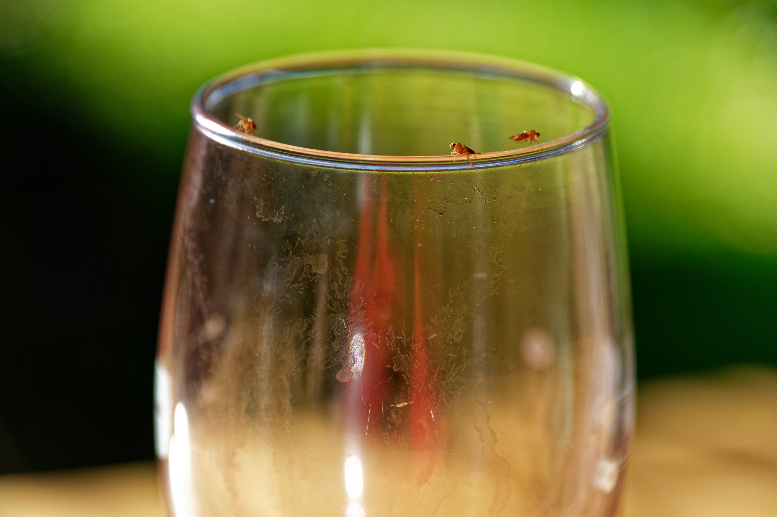 beverages fruit flies scaled 5 Pests that Love to Sip Our Beverages
