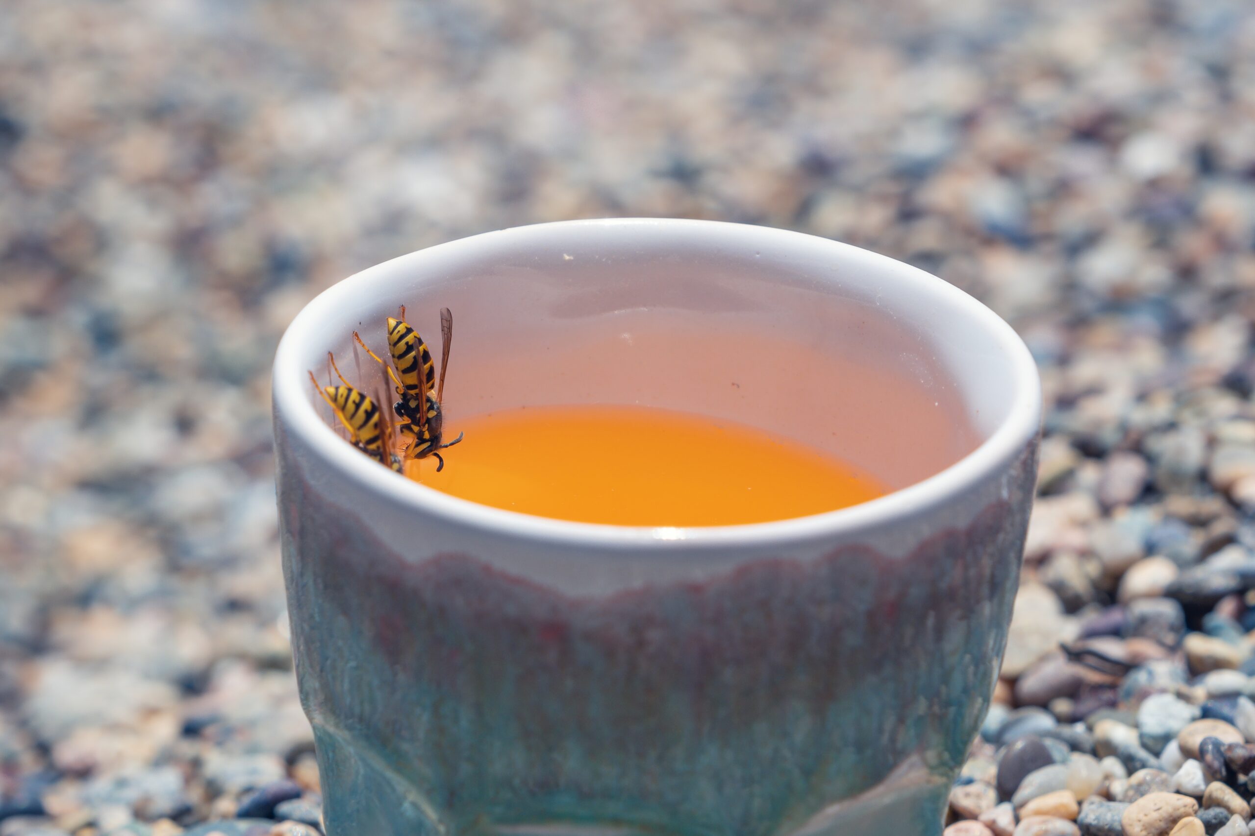 beverages main attraction scaled 5 Pests that Love to Sip Our Beverages
