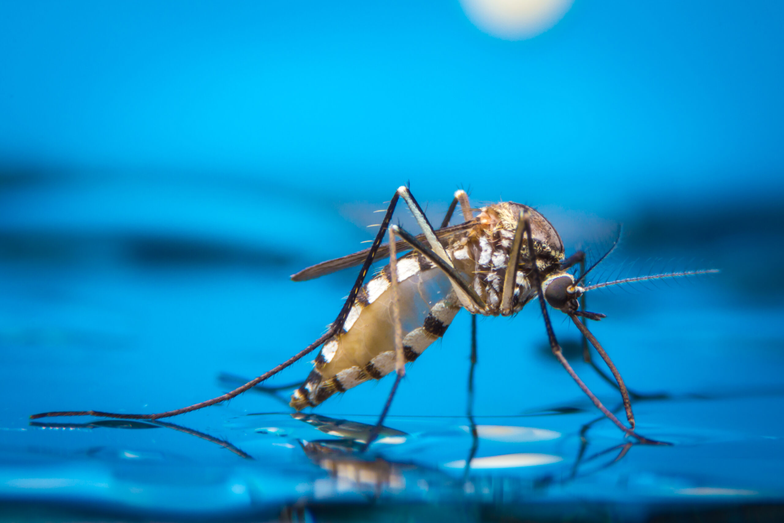 beverages mosquitos scaled 5 Pests that Love to Sip Our Beverages