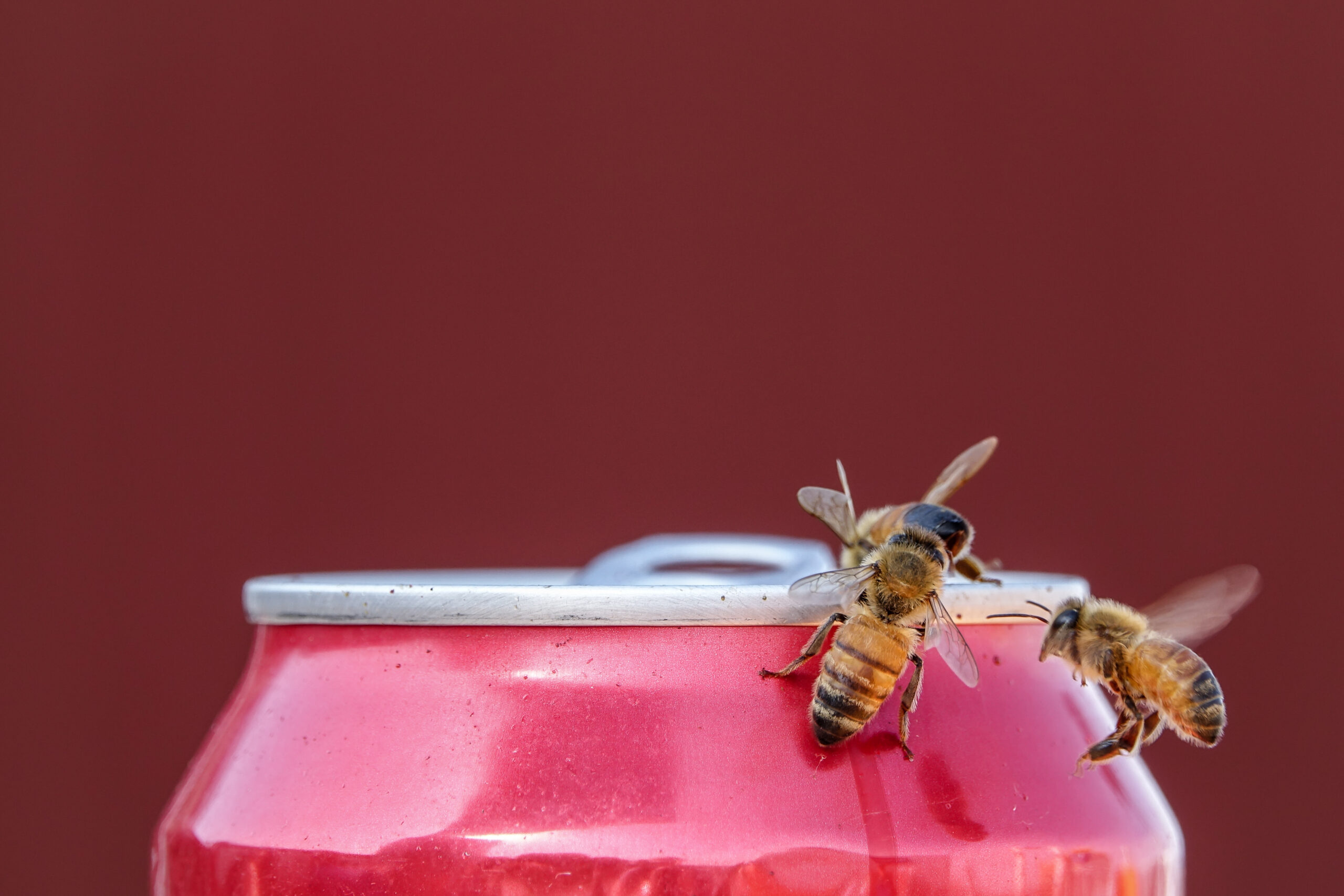 beverages stinging insects scaled 5 Pests that Love to Sip Our Beverages