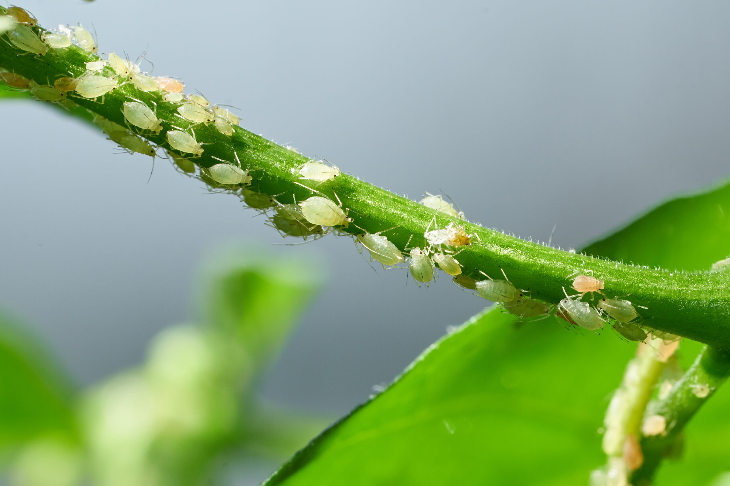 flower loving aphids scaled 5 Flower-Loving Insects
