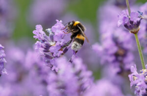 flower loving cover Bumblebee,On,Lavender