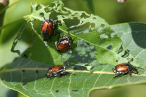 flower loving japanese beetles Japanese,Beetle,-,Popillia,Japonica