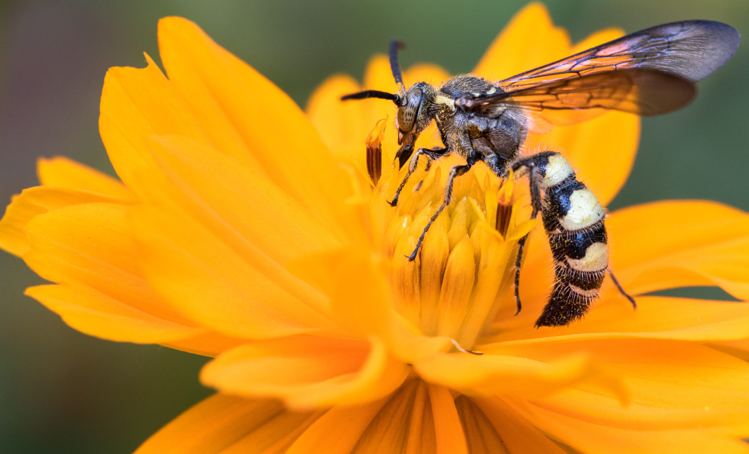 flower loving stinging scaled 5 Flower-Loving Insects