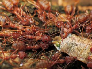 pest tropes 1 ants Closeup,Of,Weaver,Ants,Colony,Caught,The,Other,Insects