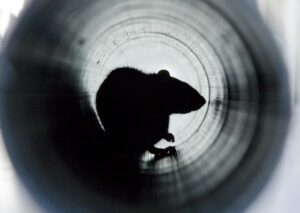 pest tropes 1 cover A,Closeup,Shot,Of,A,Brown,Rat,In,A,Water