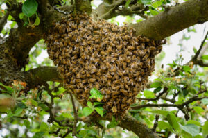 pest tropes 2 cover Swarm,Of,Bees,In,A,Tree