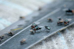 pest tropes 2 flies House,Fly,,Food,Contamination,Hygiene,Concept.,The,Flies,Are,Insect