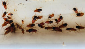 pest tropes 2 roaches Home,Cockroach,Farm.,Breeding,Insects,For,Food.,Dirty,Insects.