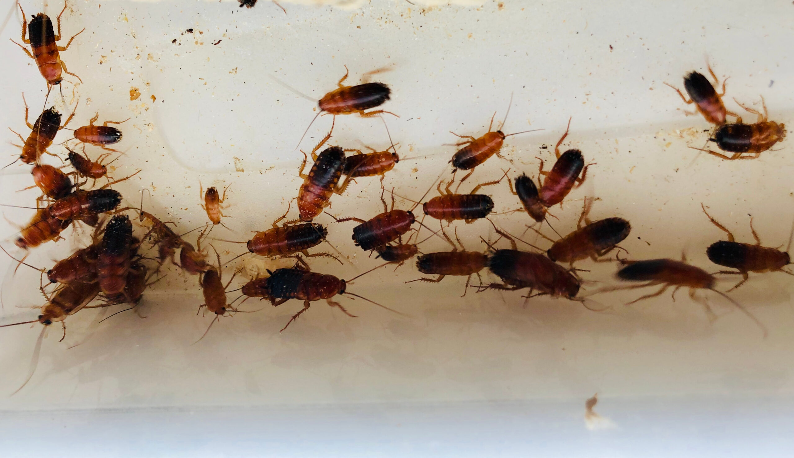 pest tropes 2 roaches scaled Common Pest Tropes in Works of Fiction - Part 2