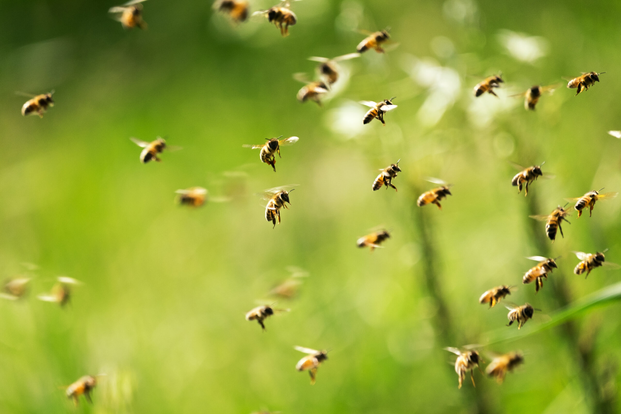 pest tropes 2 stinging scaled Common Pest Tropes in Works of Fiction - Part 2