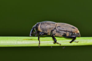 lawn pests billbugs Hunting,Billbug,(sphenophorus,Venatus,Vestitus),Feeding,From,A,Plant,Stem