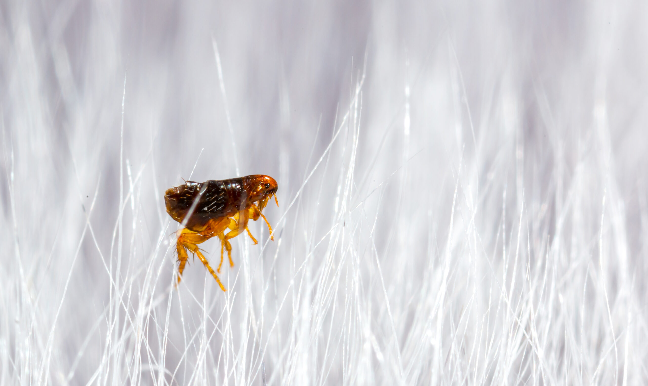 most difficult fleas scaled The Four Most Difficult Pests to Control