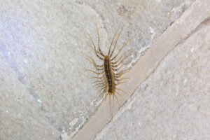 evenings centipedes House,Centipede,(scutigera,Coleoptrata),On,Wall