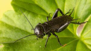 evenings crickets A,Close,Up,Of,Black,Cricket,On,Leaf.