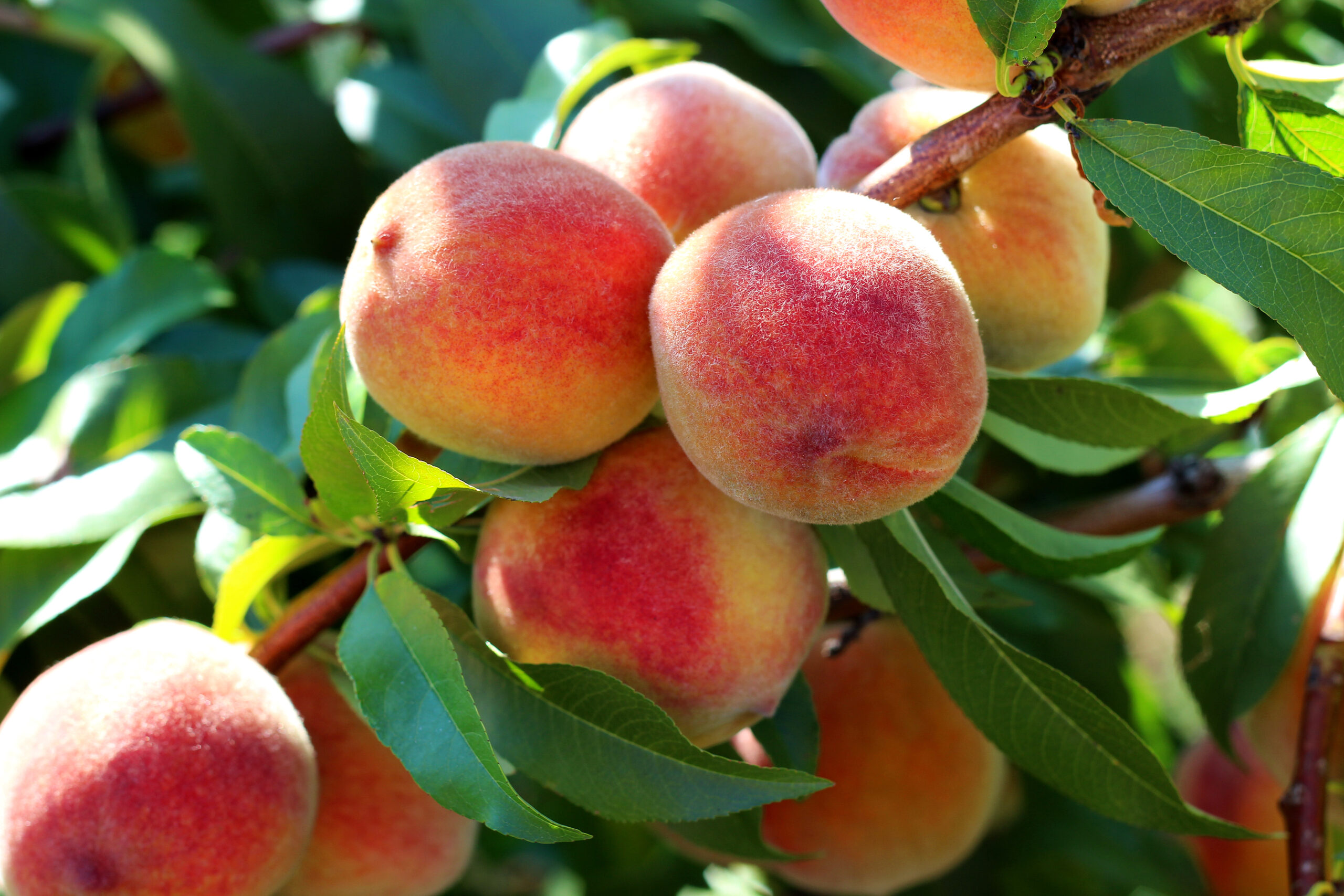 5 Persistent Peach Tree Pests Pointe Pest Control Chicago 