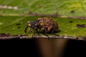 peaches plum curculios Adult,True,Weevil,Of,The,Family,Curculionidae
