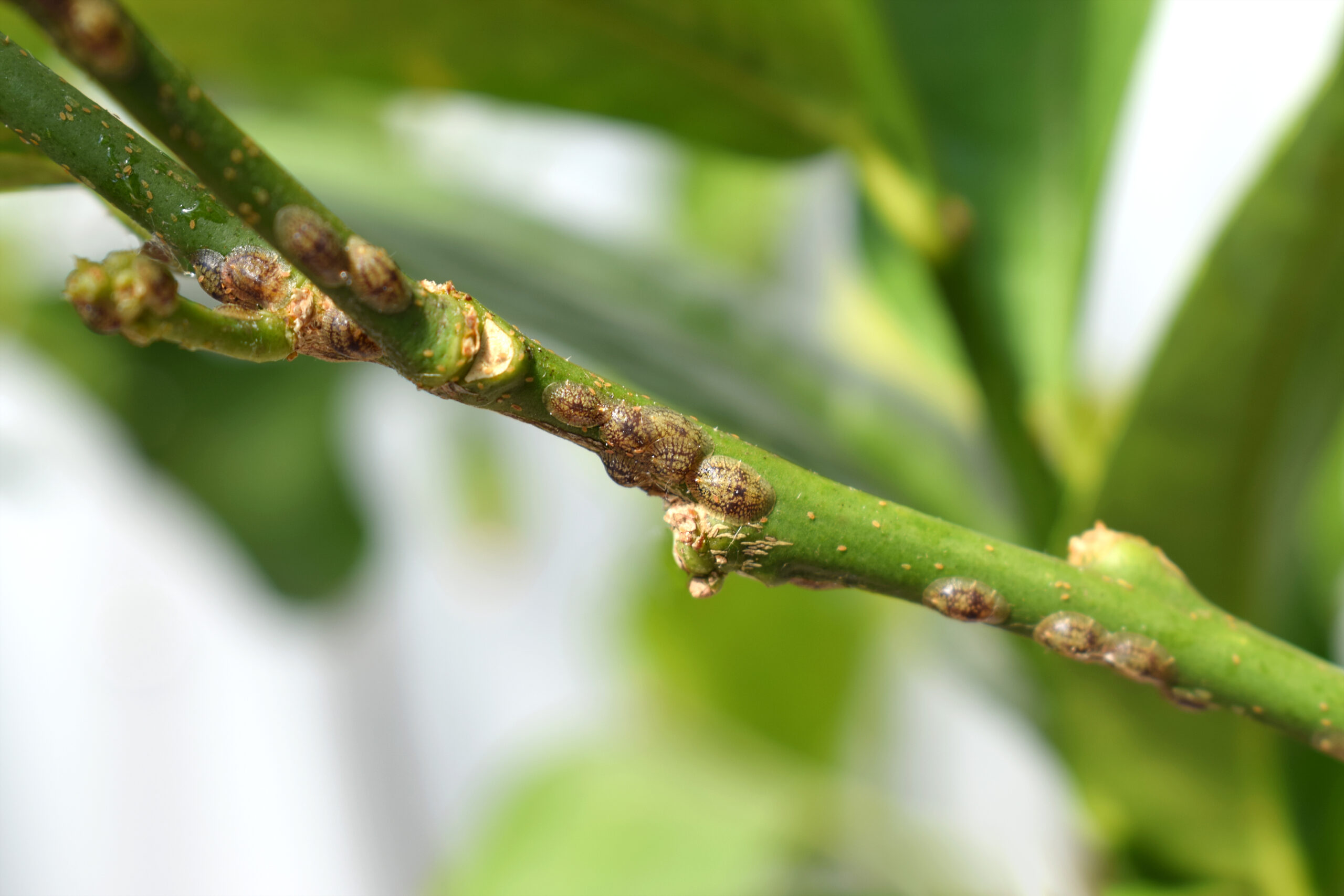 peaches scales scaled 5 Persistent Peach Tree Pests