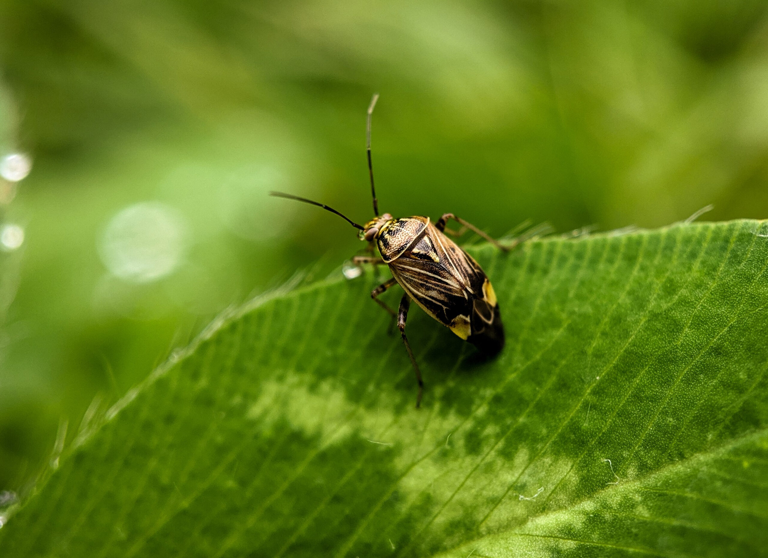peaches tarnished plant bugs scaled 5 Persistent Peach Tree Pests