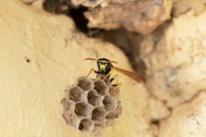 pool party inspect Close,Up,Detail,Shot,Of,A,Black,Yellow,Wasp,In