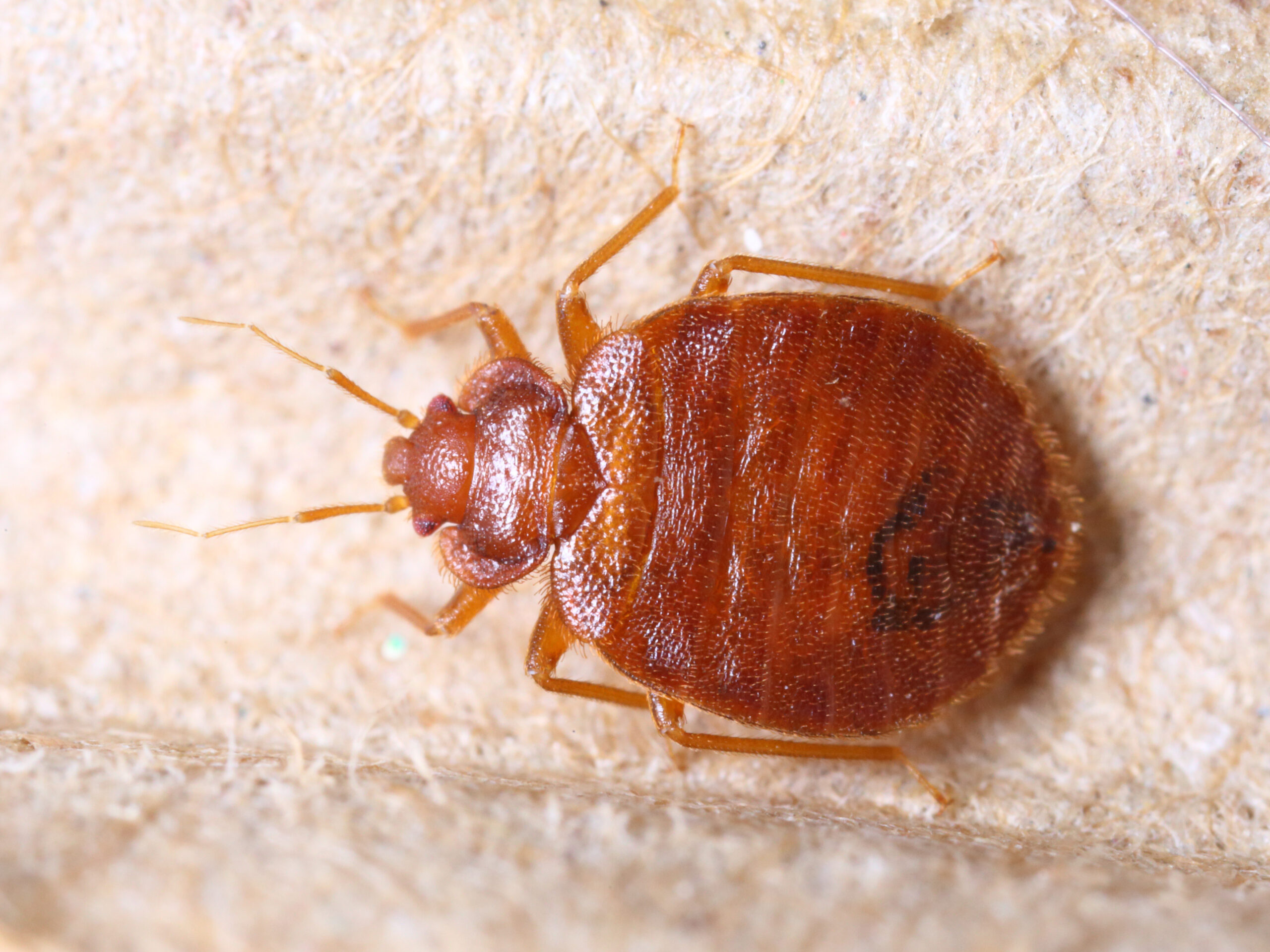 us pests bed bugs scaled 10 Common Pests in the United States