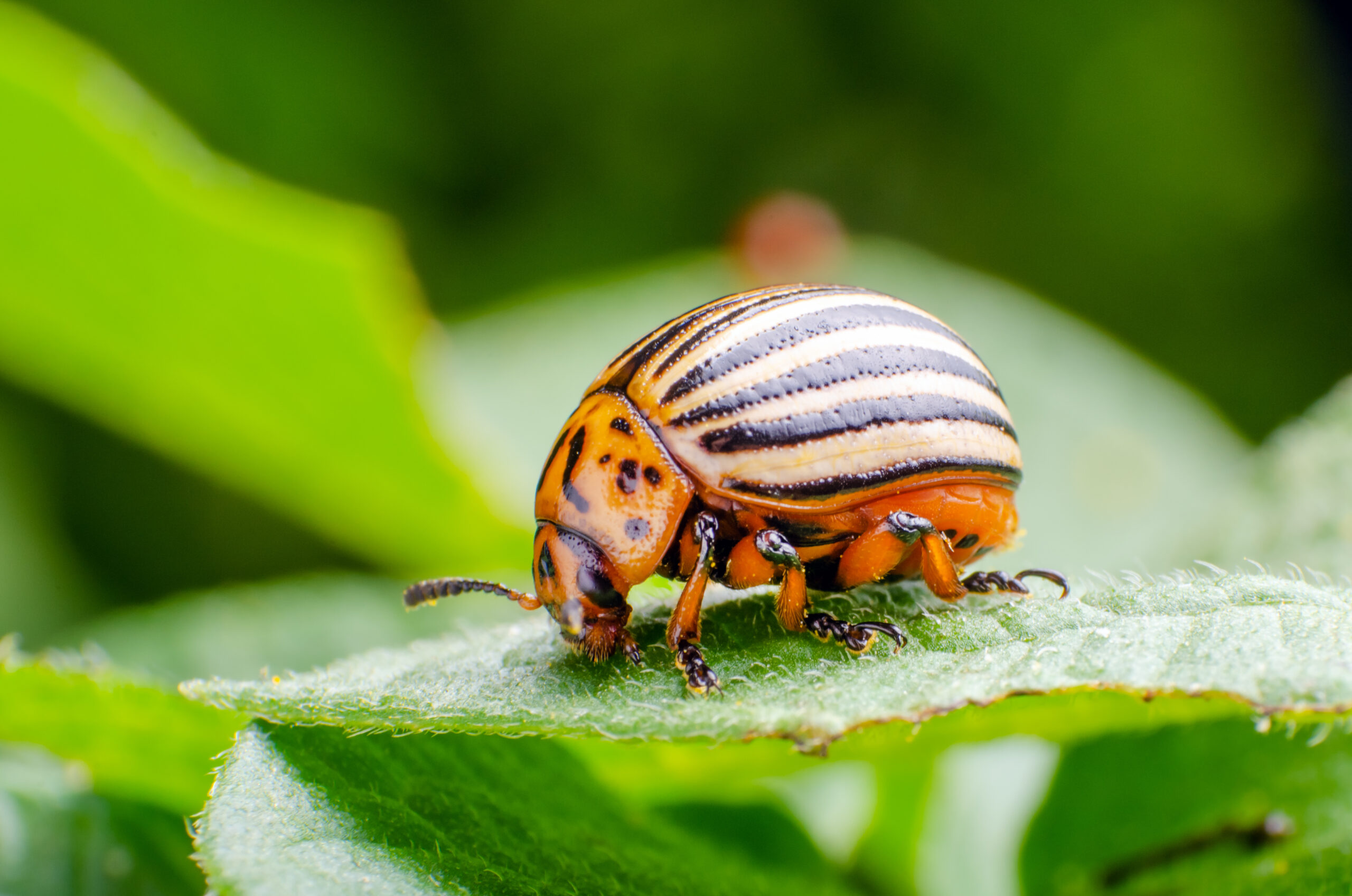 us pests beetles scaled 10 Common Pests in the United States