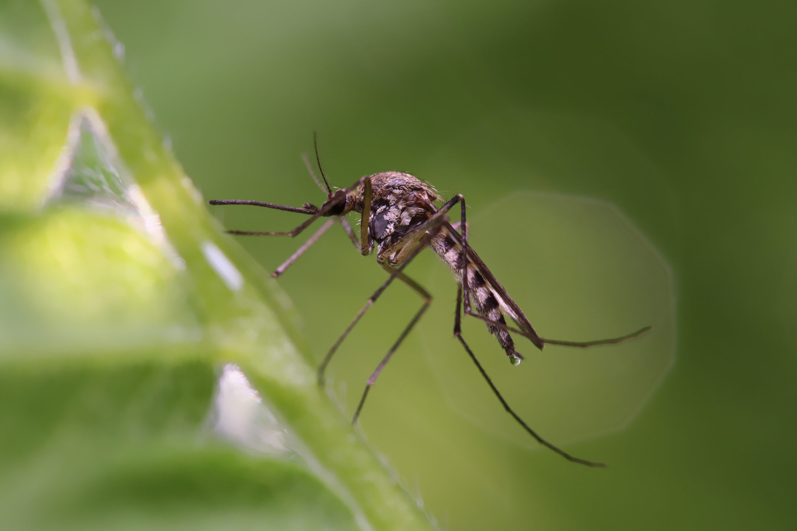 us pests mosquitoes scaled 10 Common Pests in the United States