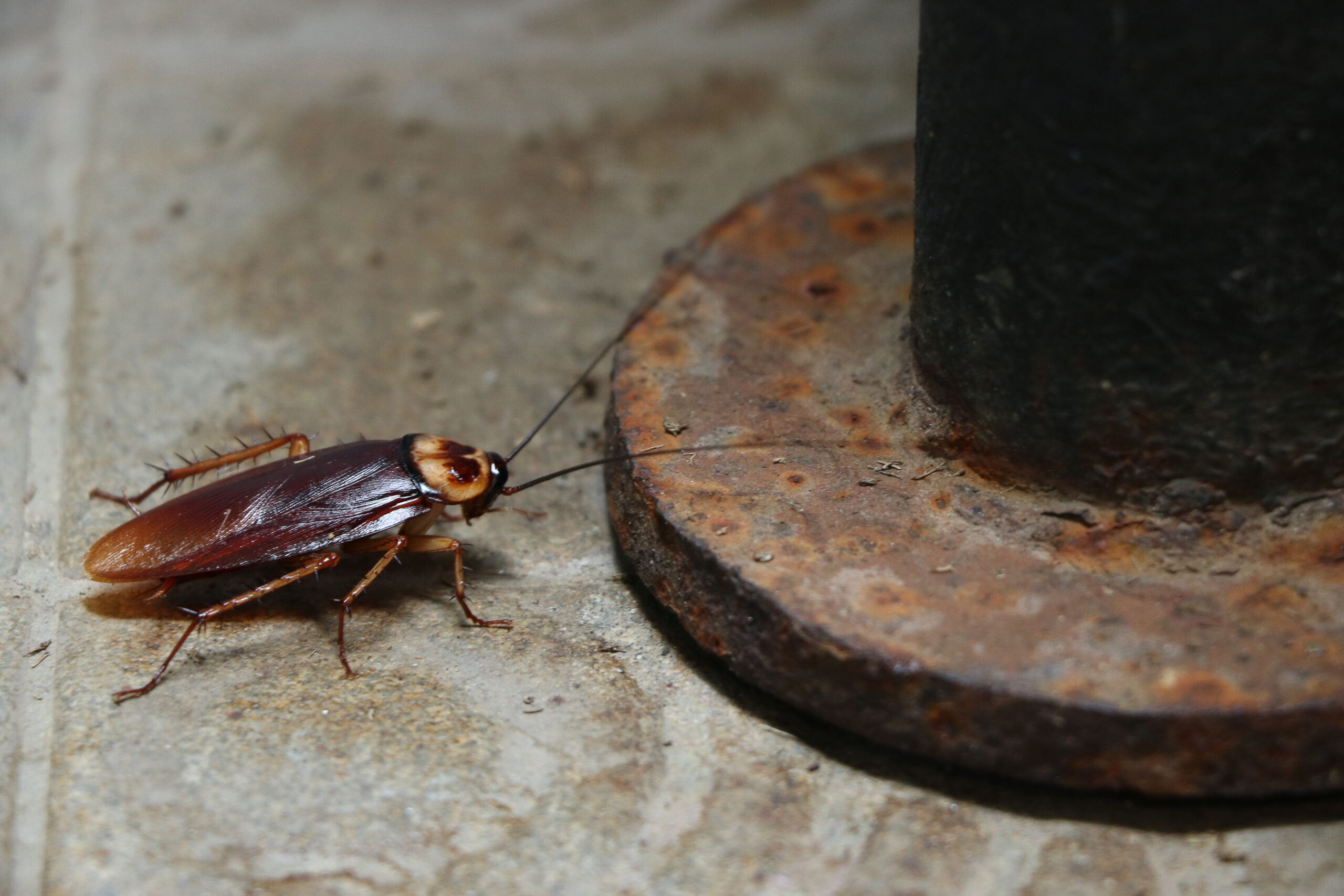 us pests roaches scaled 10 Common Pests in the United States