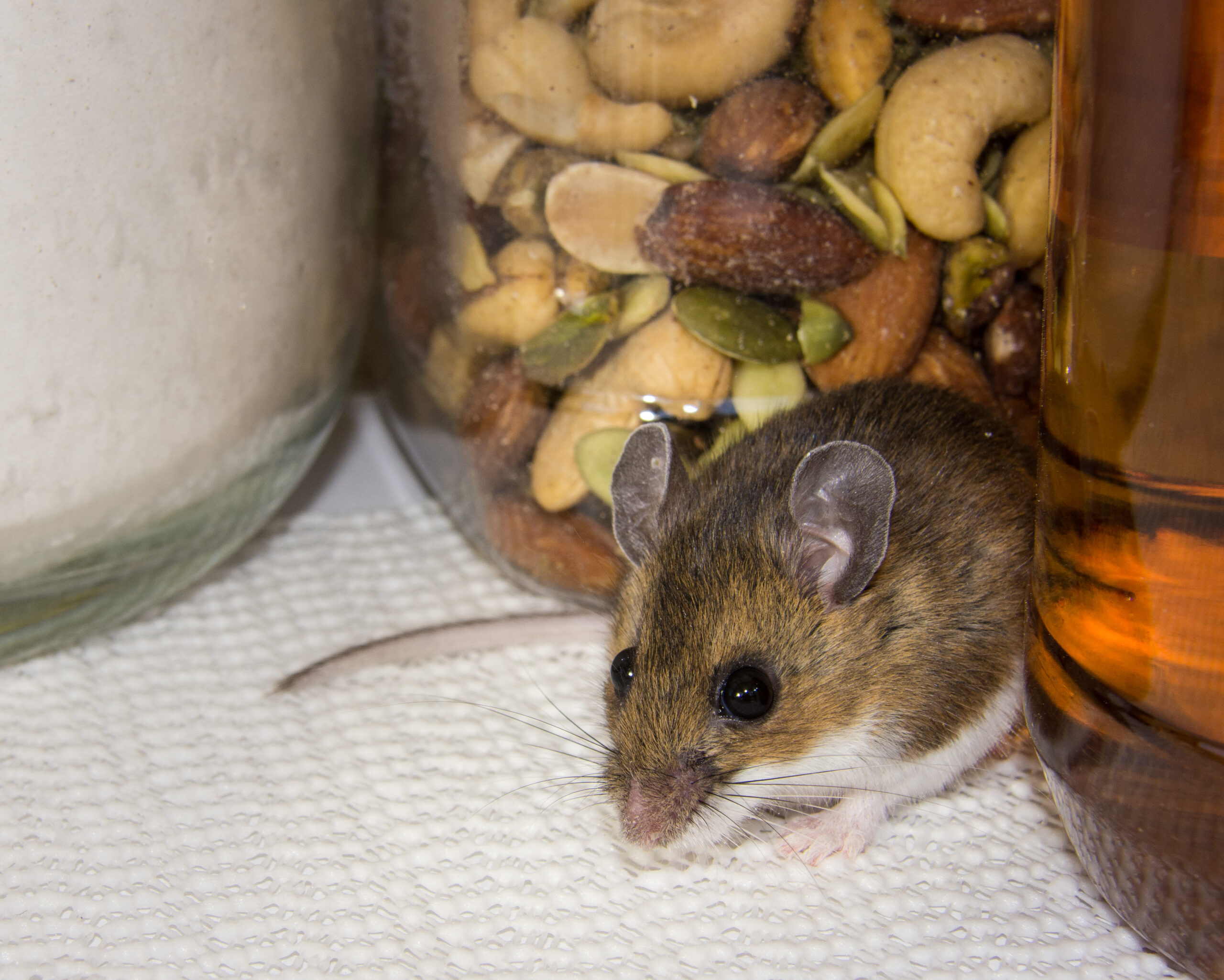 us pests rodetns scaled 10 Common Pests in the United States