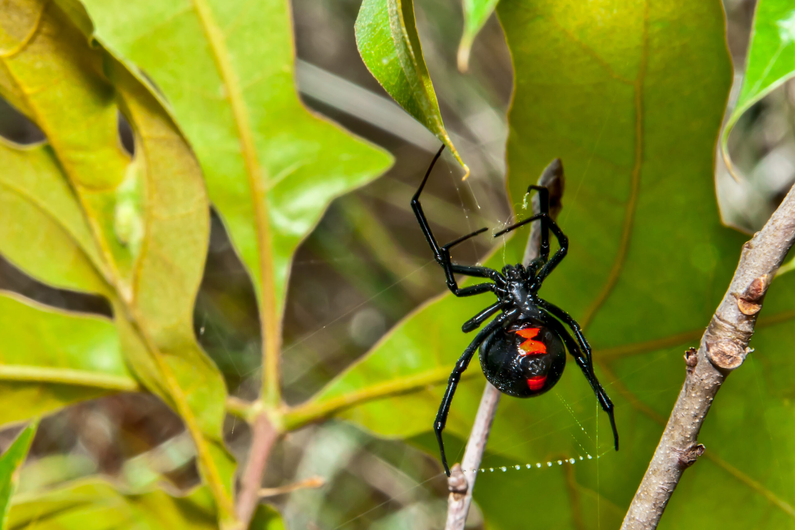 us pests spiders scaled 10 Common Pests in the United States