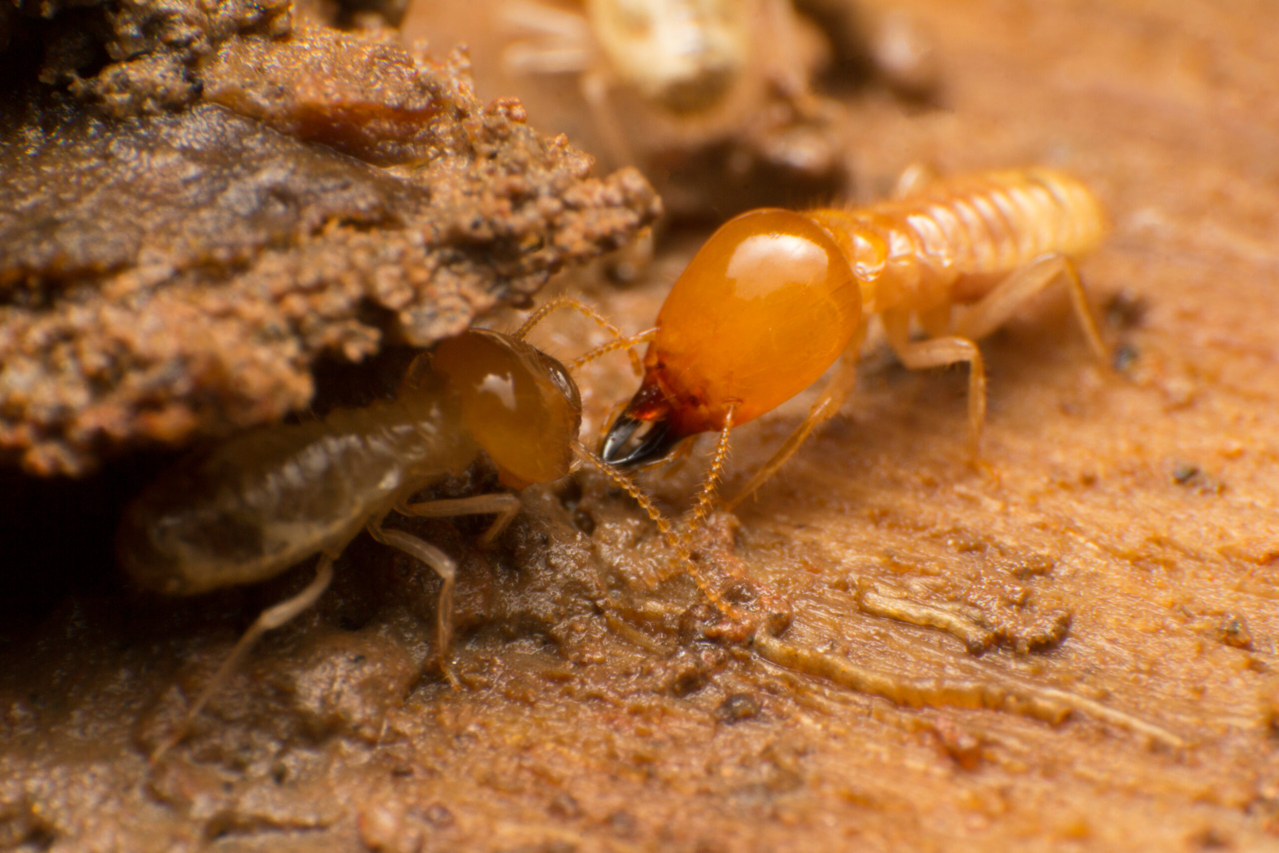 us pests termites scaled 10 Common Pests in the United States