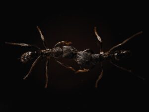 big bugs ants Ponerinae,Is,A,Subfamily,Of,Ants,Within,The,Poneromorph,Subfamily,