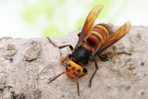 big bugs cover Close,Up,Of,Giant,Hornet,On,A,Tree,Surface