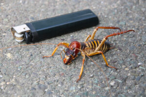 big bugs crickets The,Giant,Weta,Is,One,Of,The,Biggest,Insects,On