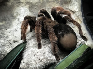 big bugs spiders A,Huge,Spider,,Goliath,Bird-eating,Tarantula,(the,Biggest,Tarantula,In
