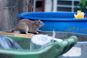 chicago rats city rats The,Rats,Are,Eating,In,The,Trash,In,The,Big
