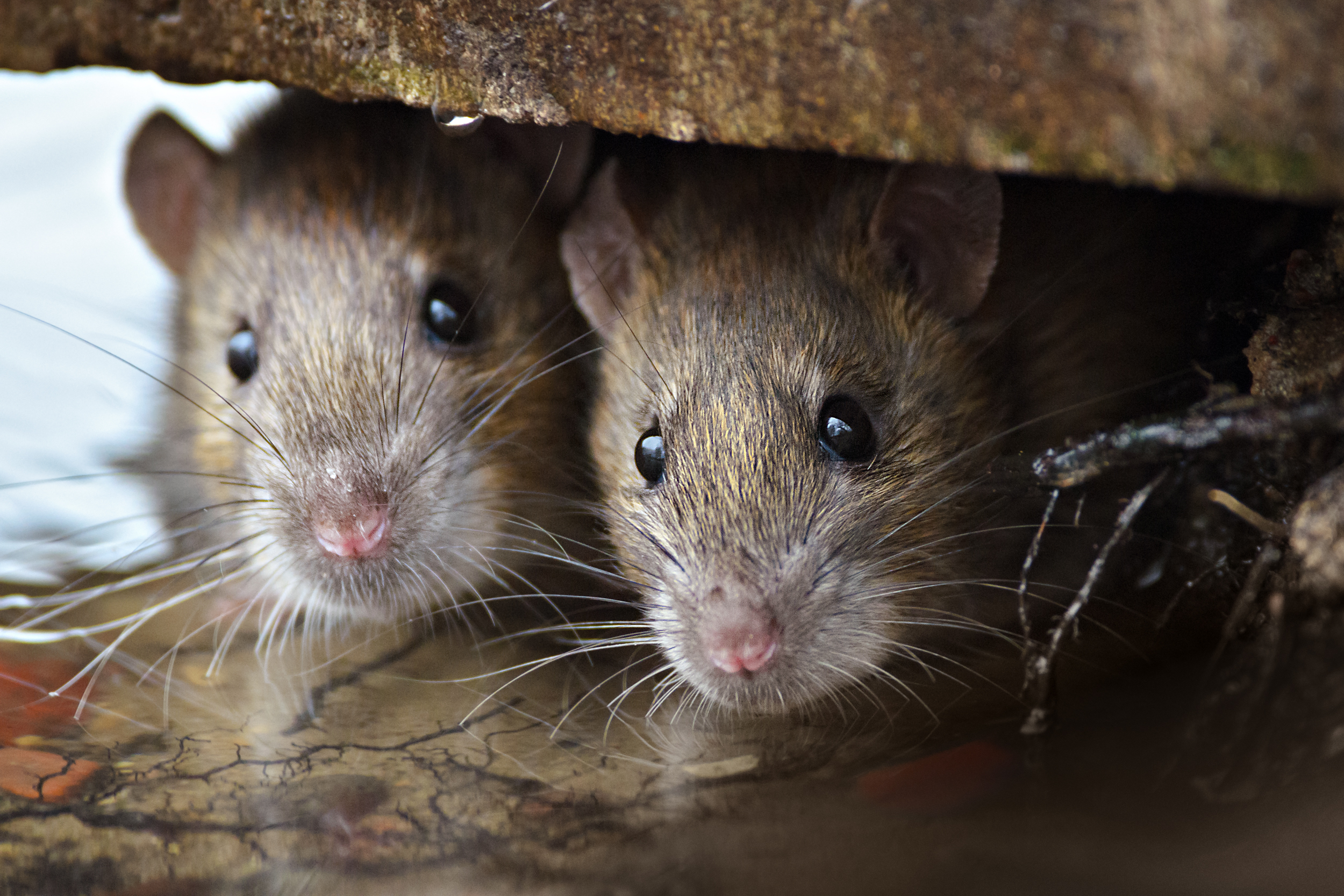 chicago rats cover Why Does Chicago Have So Many Rats?