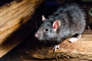 chicago rats species roof Why Does Chicago Have So Many Rats?
