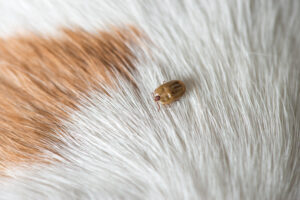 dog pests ticks Tick,On,A,Dog,Skin