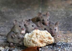 pest families cover Family,Of,Mice,Eating,Cake,In,An,Urban,House,Garden.