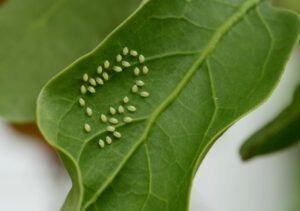 pest families offspring Clutch,Of,Aphid,Eggs,On,Green,Leaf,Texture,Closeup