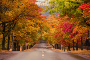 fall rain cooler Beautiful,Trees,In,Autumn,Lining,Street,In,Macedon,,Victoria.
