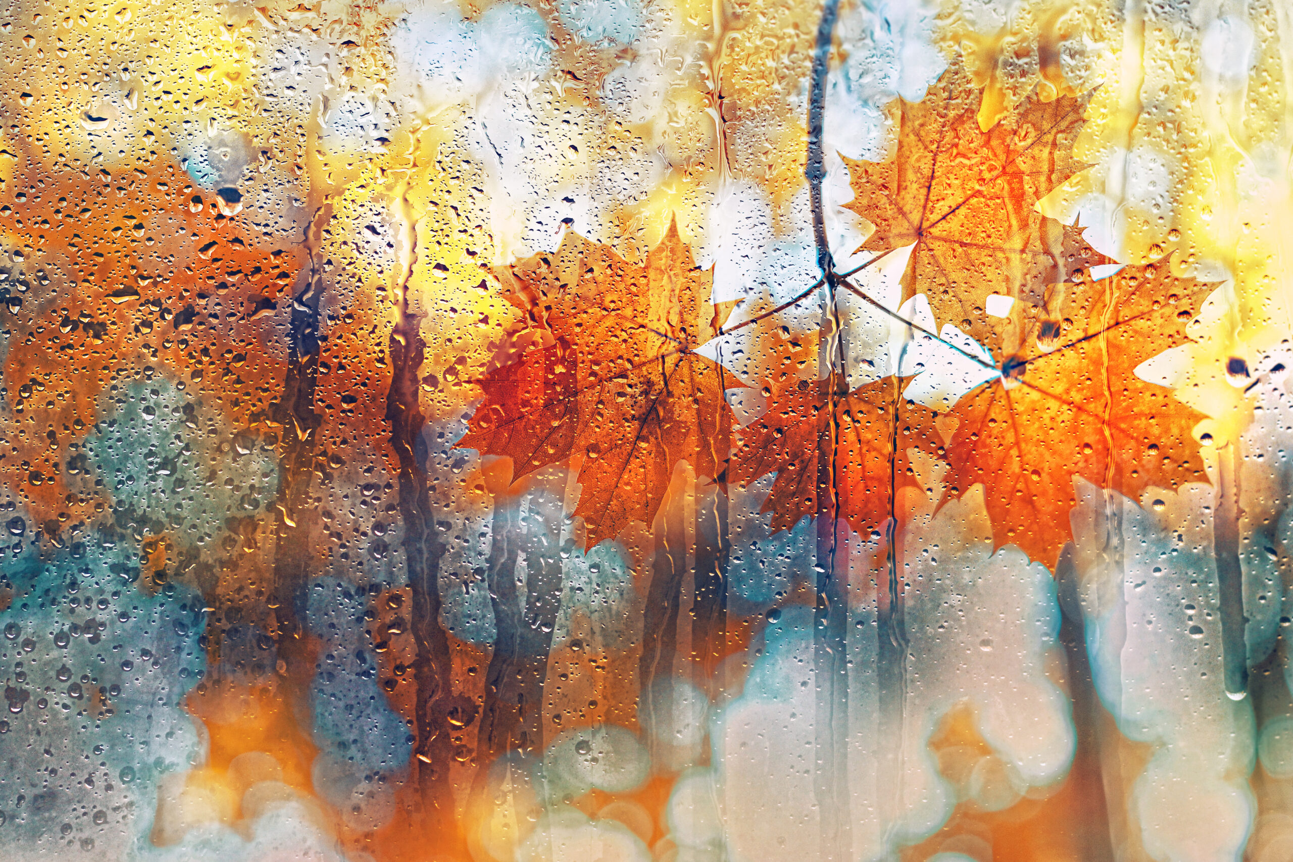 fall rain cover scaled The Autumn Rain, The Pests, and You