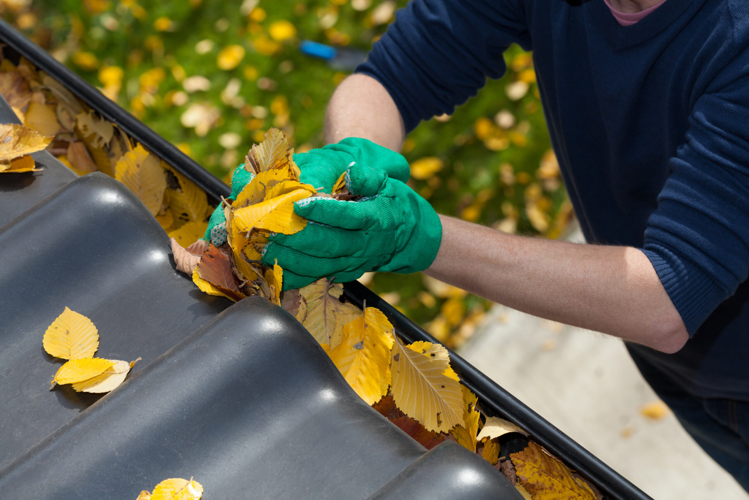 fall rain prevention scaled The Autumn Rain, The Pests, and You